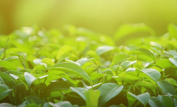 Boilerplate Dummy 1680x630